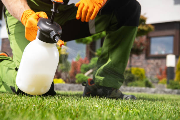 Best Wasp Removal Services  in Owens Cross Roads, AL