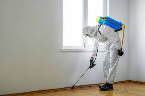 Best Termite Control Services  in Owens Cross Roads, AL