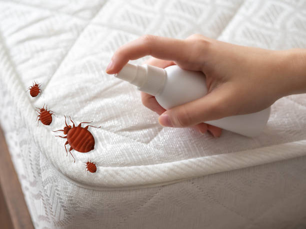 Best Mosquito Control Services  in Owens Cross Roads, AL